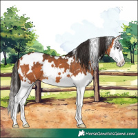 Horse Color:White Spotted Bay Splash