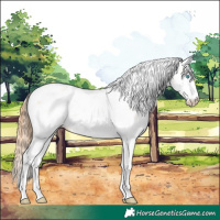 Horse Color:Buckskin Pearl Sabino 