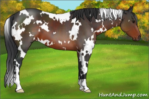 Horse Color:White Spotted Brown 