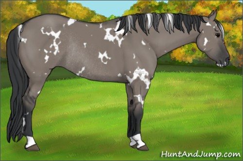 Horse Color:White Spotted Grullo Rabicano 