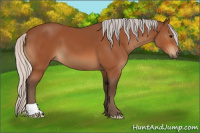 Horse Color:Silver Bay 