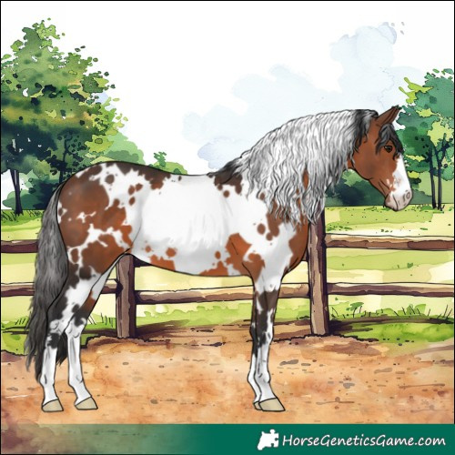 Horse Color:White Spotted Brown 