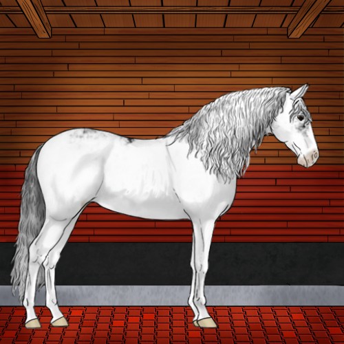 Horse Color:Black Sabino 