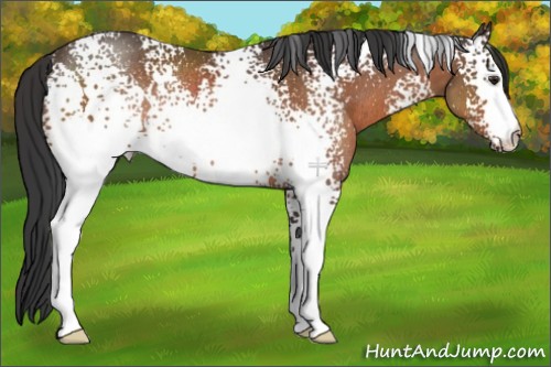 Horse Color:White Spotted Brown Rabicano 