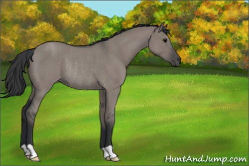Horse Color:Grullo Roan Rabicano 