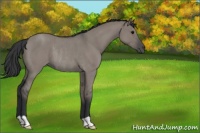 Horse Color:Grullo Roan Rabicano