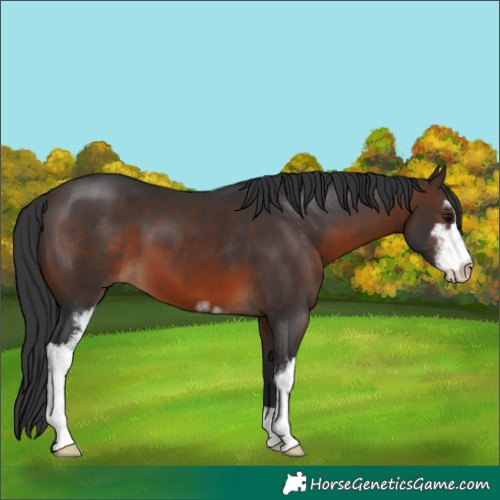 Horse Color:Brown Sabino