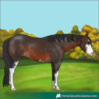 Horse Color:Brown Sabino 