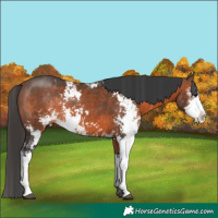 Horse Color:Brown Sabino 