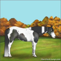 Horse Color:Black Sabino Tobiano 