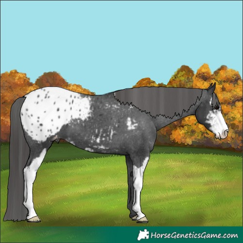 Horse Color:Black Sabino Appaloosa 