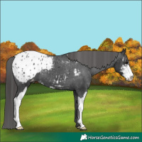 Horse Color:Black Sabino Appaloosa 