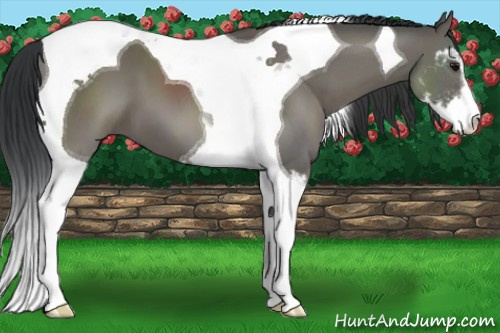 Horse Color:Grullo Sabino Tobiano