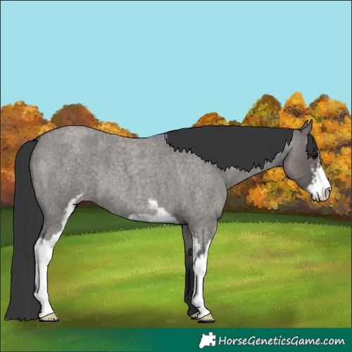 Horse Color:Grullo Roan Sabino 