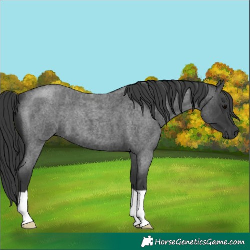 Horse Color:Blue Roan 