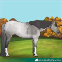Horse Color:Grullo Roan Rabicano 