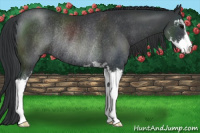 Horse Color:Black Sabino Rabicano 