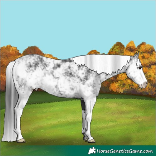 Horse Color:Black Sabino 