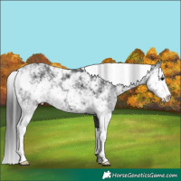 Horse Color:Black Sabino 