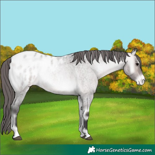 Horse Color:Platinum Buckskin Roan Onyx Blanket 