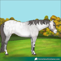 Horse Color:Platinum Buckskin Roan Onyx Blanket 