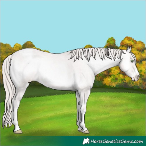 Horse Color:Platinum Perlino Onyx Snowcap
