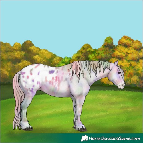 Horse Color:Nacre Watercolor Chocolate Bay Onyx Appaloosa 