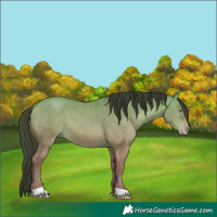 Horse Color:Sable Champagne Dun 