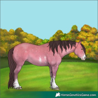 Horse Color:Sable Champagne Dun Sabino 