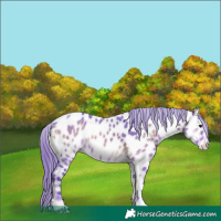 Horse Color:Watercolor Brown Onyx Appaloosa 