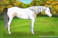 Horse Color:Bay Dun Splash Tobiano Rabicano