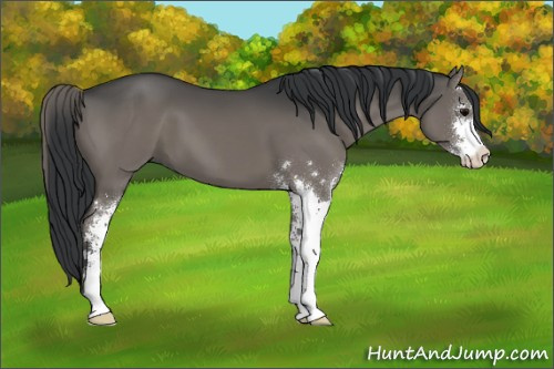 Horse Color:Grullo Sabino 