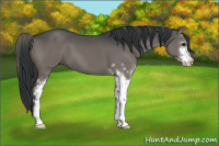Horse Color:Grullo Sabino 