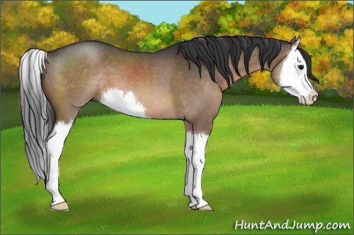 Horse Color:Brown Dun Sabino Splash 