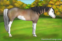 Horse Color:Brown Dun Sabino Splash