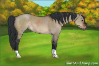 Horse Color:Brown Dun 