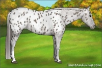 Horse Color:Grullo Appaloosa 