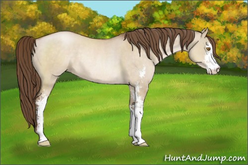 Horse Color:Brown Pearl Dun Sabino Rabicano