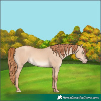 Horse Color:Gold Champagne Dun