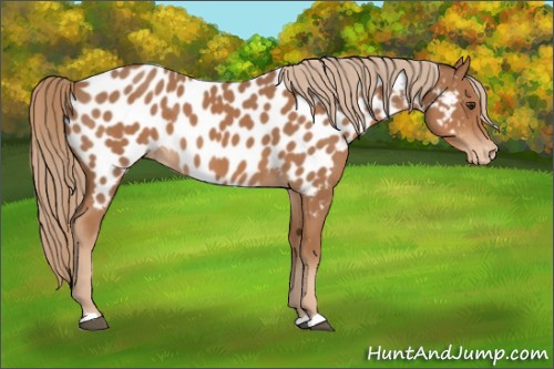 Horse Color:Chestnut Appaloosa