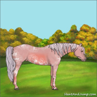 Horse Color:Watercolor Chestnut Ice 