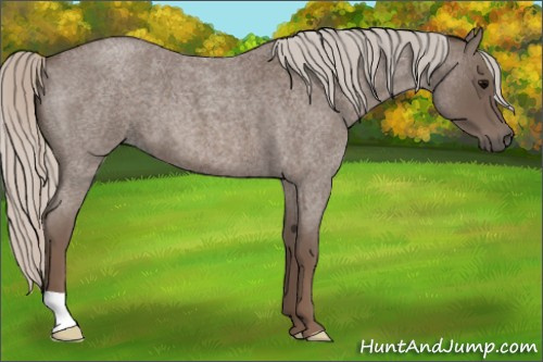 Horse Color:Silver Blue Roan 