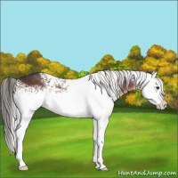 Horse Color:White Spotted Silver Brown