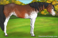 Horse Color:White Spotted Bay 