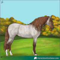Horse Color:Liver Red Dun Roan Rabicano 