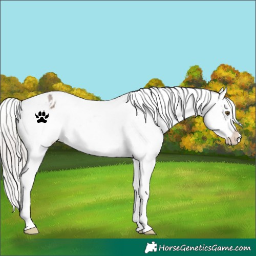 Horse Color:Silver Brown Dun Snowflake Varnish
