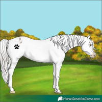 Horse Color:Silver Brown Dun Appaloosa 