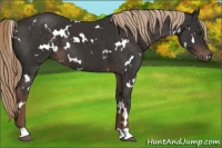 Horse Color:White Spotted Liver Chestnut 