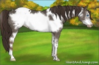 Horse Color:Liver Red Dun Sabino Frame Snowflake Varnish