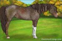 Horse Color:Liver Chestnut Appaloosa 
